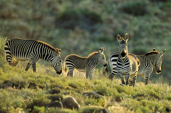 https://mdw-travel-data-us-east-1.s3.amazonaws.com/img/country/South-Africa/Mountain-Zebra-National-Park/img_03.jpg