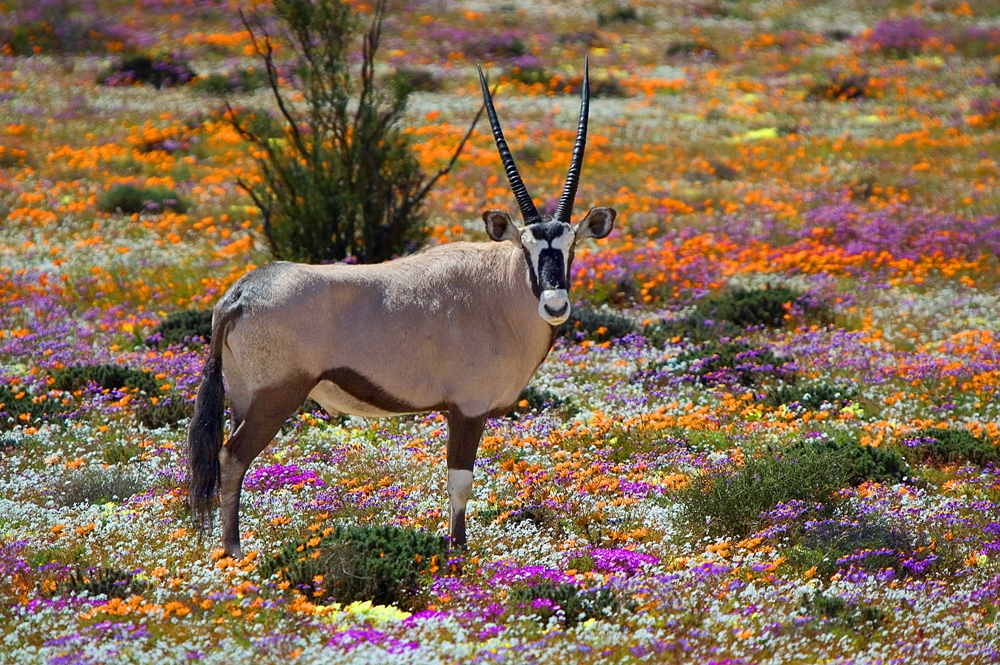 https://mdw-travel-data-us-east-1.s3.amazonaws.com/img/country/South-Africa/Namaqua-National-Park/img_02.jpg