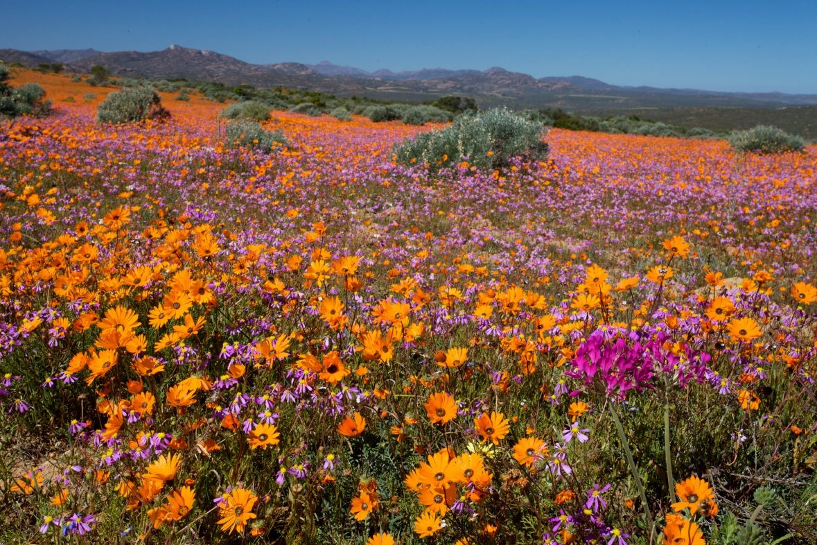 https://mdw-travel-data-us-east-1.s3.amazonaws.com/img/country/South-Africa/Namaqua-National-Park/img_03.jpg