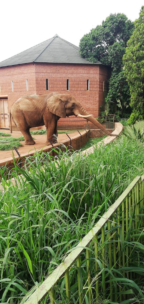https://mdw-travel-data-us-east-1.s3.amazonaws.com/img/country/South-Africa/National-Zoological-Gardens-of-South-Africa/img_00.jpg