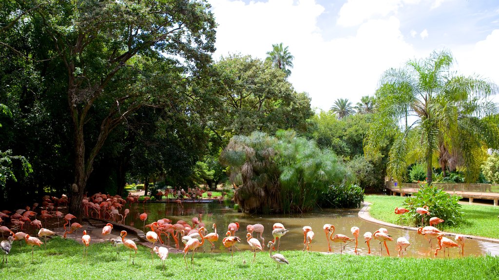 https://mdw-travel-data-us-east-1.s3.amazonaws.com/img/country/South-Africa/National-Zoological-Gardens-of-South-Africa/img_03.jpg
