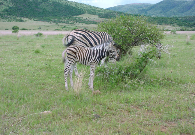 https://mdw-travel-data-us-east-1.s3.amazonaws.com/img/country/South-Africa/Olifantsnek-Dam-Nature-Reserve/img_02.jpg