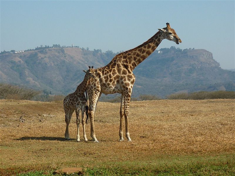https://mdw-travel-data-us-east-1.s3.amazonaws.com/img/country/South-Africa/PheZulu-Safari-Park/img_03.jpg