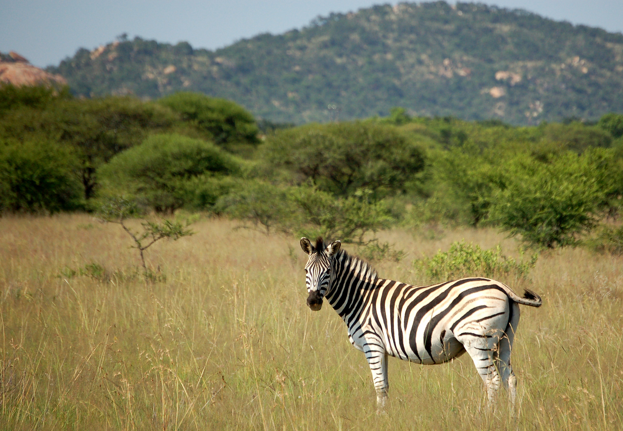 https://mdw-travel-data-us-east-1.s3.amazonaws.com/img/country/South-Africa/Polokwane-Bird-and-Reptile-Park/img_01.jpg