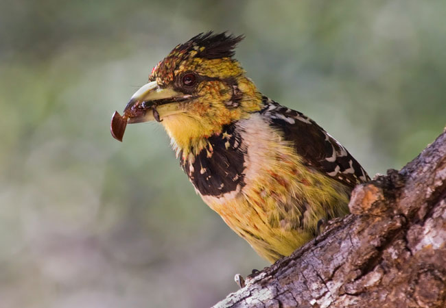 https://mdw-travel-data-us-east-1.s3.amazonaws.com/img/country/South-Africa/Polokwane-Bird-and-Reptile-Park/img_02.jpg