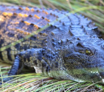 https://mdw-travel-data-us-east-1.s3.amazonaws.com/img/country/South-Africa/Polokwane-Bird-and-Reptile-Park/img_03.jpg