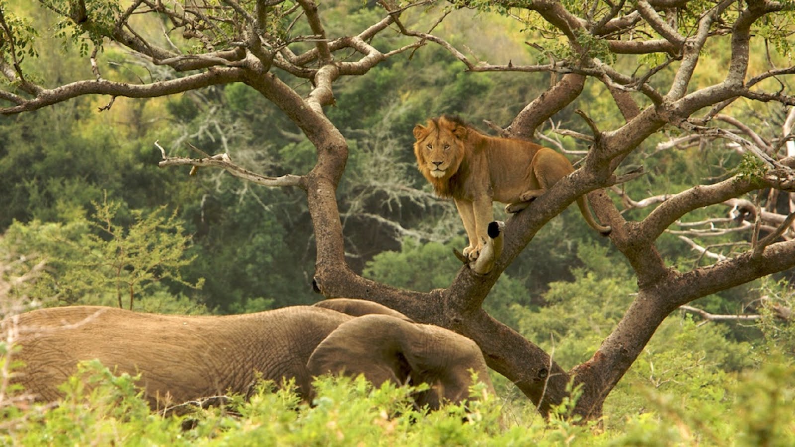 https://mdw-travel-data-us-east-1.s3.amazonaws.com/img/country/South-Africa/Promenade-Centre/img_03.jpg