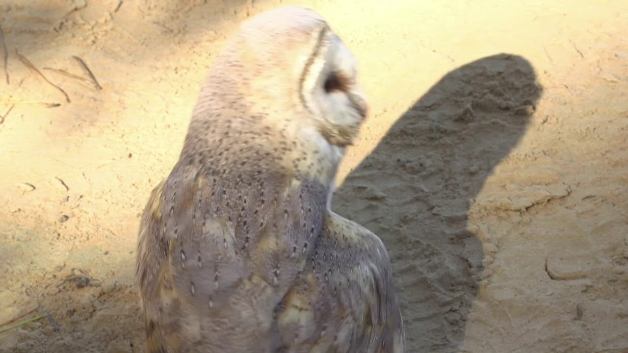 https://mdw-travel-data-us-east-1.s3.amazonaws.com/img/country/South-Africa/Radical-Raptors/img_02.jpg