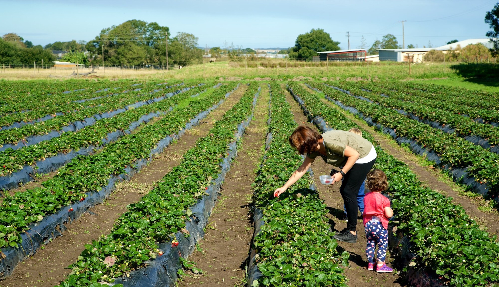 https://mdw-travel-data-us-east-1.s3.amazonaws.com/img/country/South-Africa/Redberry-Farm/img_03.jpg