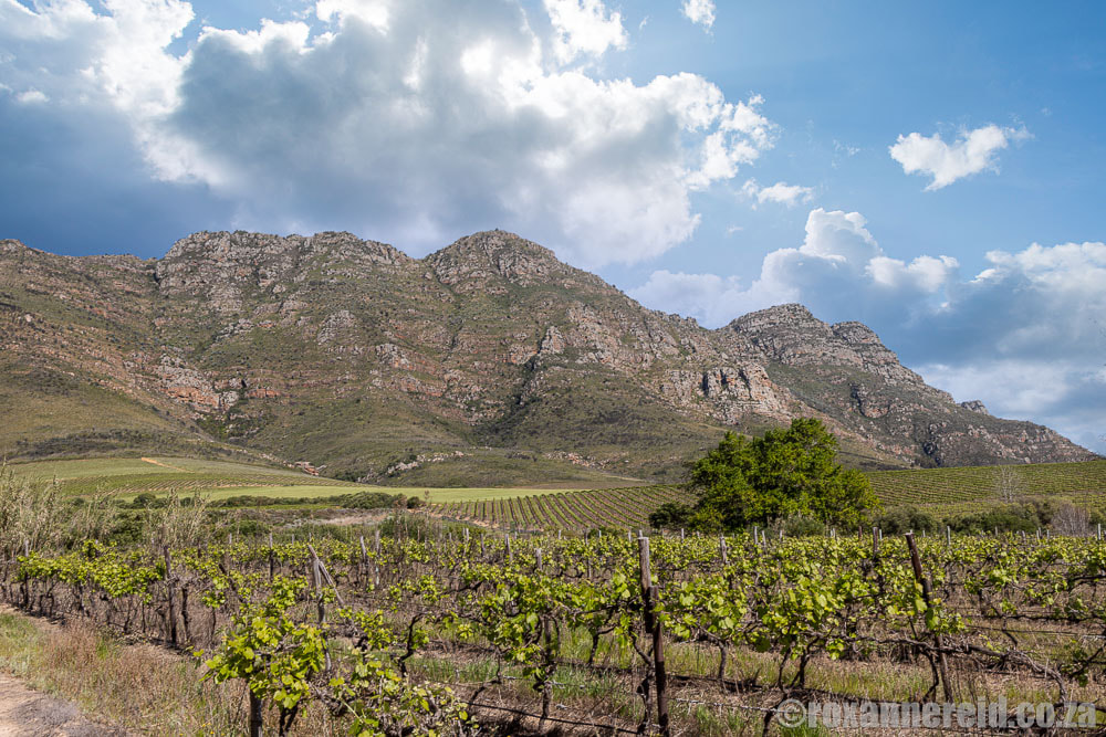 https://mdw-travel-data-us-east-1.s3.amazonaws.com/img/country/South-Africa/Riebeek-Valley/img_02.jpg