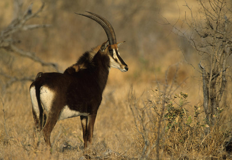 https://mdw-travel-data-us-east-1.s3.amazonaws.com/img/country/South-Africa/Rustenburg-Nature-Reserve/img_02.jpg