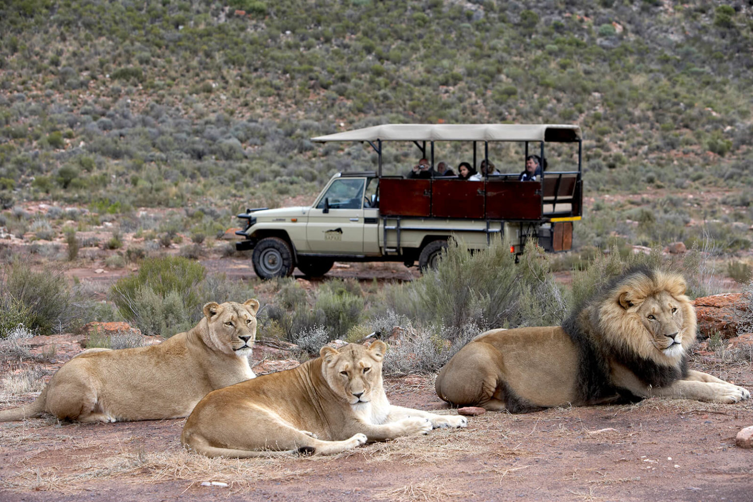 https://mdw-travel-data-us-east-1.s3.amazonaws.com/img/country/South-Africa/Safari-Now-Tours-and-Transfers/img_01.jpg