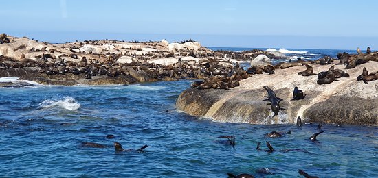https://mdw-travel-data-us-east-1.s3.amazonaws.com/img/country/South-Africa/Seal-Island/img_00.jpg