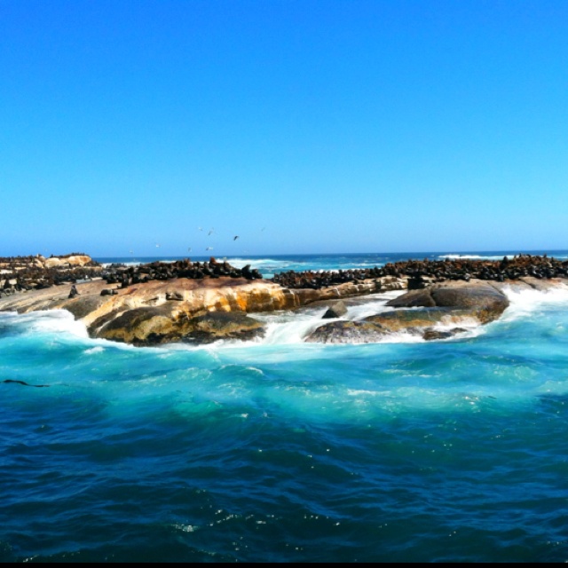 https://mdw-travel-data-us-east-1.s3.amazonaws.com/img/country/South-Africa/Seal-Island/img_02.jpg