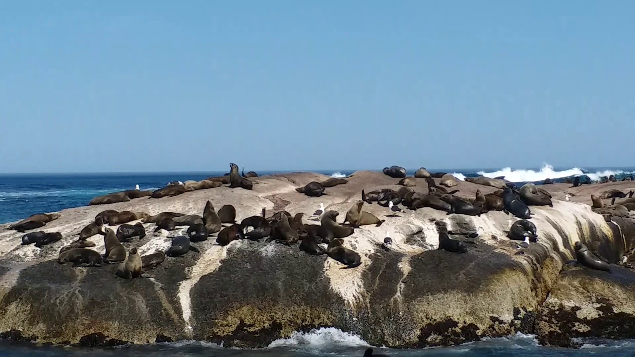 https://mdw-travel-data-us-east-1.s3.amazonaws.com/img/country/South-Africa/Seal-Island/img_03.jpg