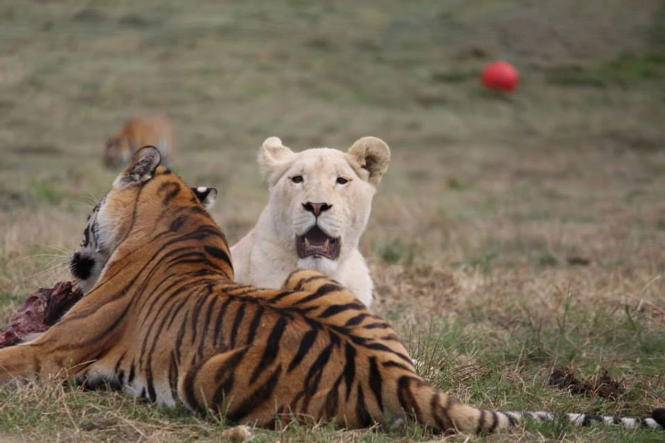 https://mdw-travel-data-us-east-1.s3.amazonaws.com/img/country/South-Africa/Seaview-Game-&-Lion-Park/img_01.jpg