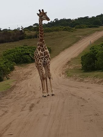 https://mdw-travel-data-us-east-1.s3.amazonaws.com/img/country/South-Africa/Seaview-Game-and-Lion-Park/img_01.jpg