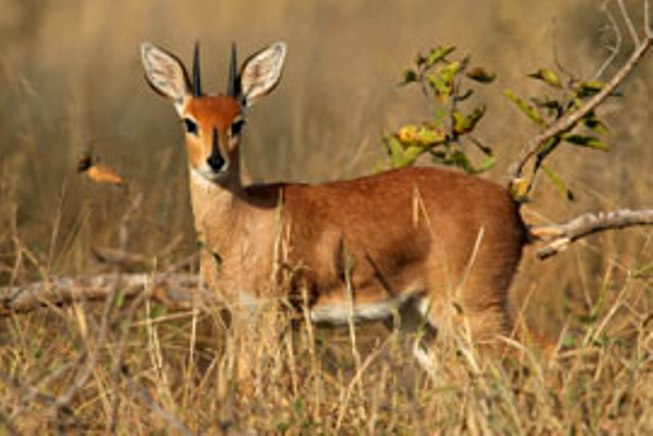 https://mdw-travel-data-us-east-1.s3.amazonaws.com/img/country/South-Africa/Soetdoring-Nature-Reserve/img_03.jpg