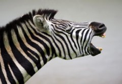 https://mdw-travel-data-us-east-1.s3.amazonaws.com/img/country/South-Africa/Taung-Heritage-Site/img_03.jpg