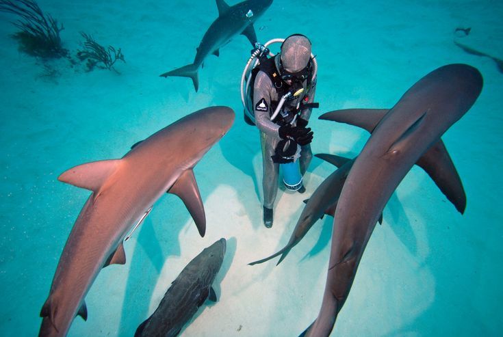 https://mdw-travel-data-us-east-1.s3.amazonaws.com/img/country/South-Africa/The-Shark-Lab-Aquarium-and-Research-Facility/img_01.jpg