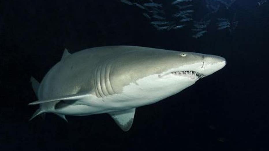 https://mdw-travel-data-us-east-1.s3.amazonaws.com/img/country/South-Africa/The-Shark-Lab-Aquarium-and-Research-Facility/img_03.jpg