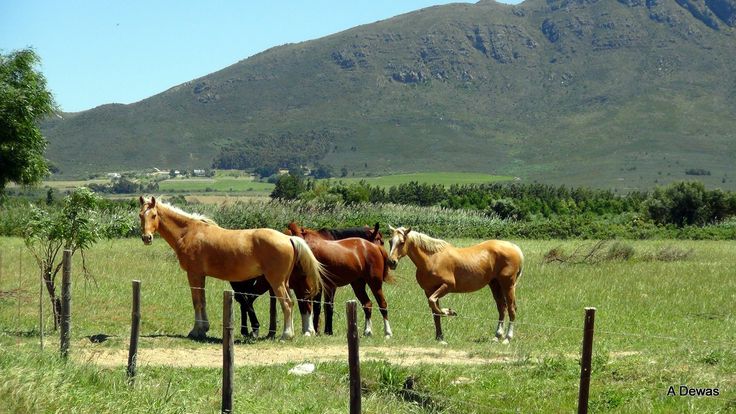 https://mdw-travel-data-us-east-1.s3.amazonaws.com/img/country/South-Africa/Tulbagh-Wine-Route/img_03.jpg