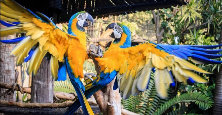 https://mdw-travel-data-us-east-1.s3.amazonaws.com/img/country/South-Africa/Umgeni-River-Bird-Park/img_00.jpg
