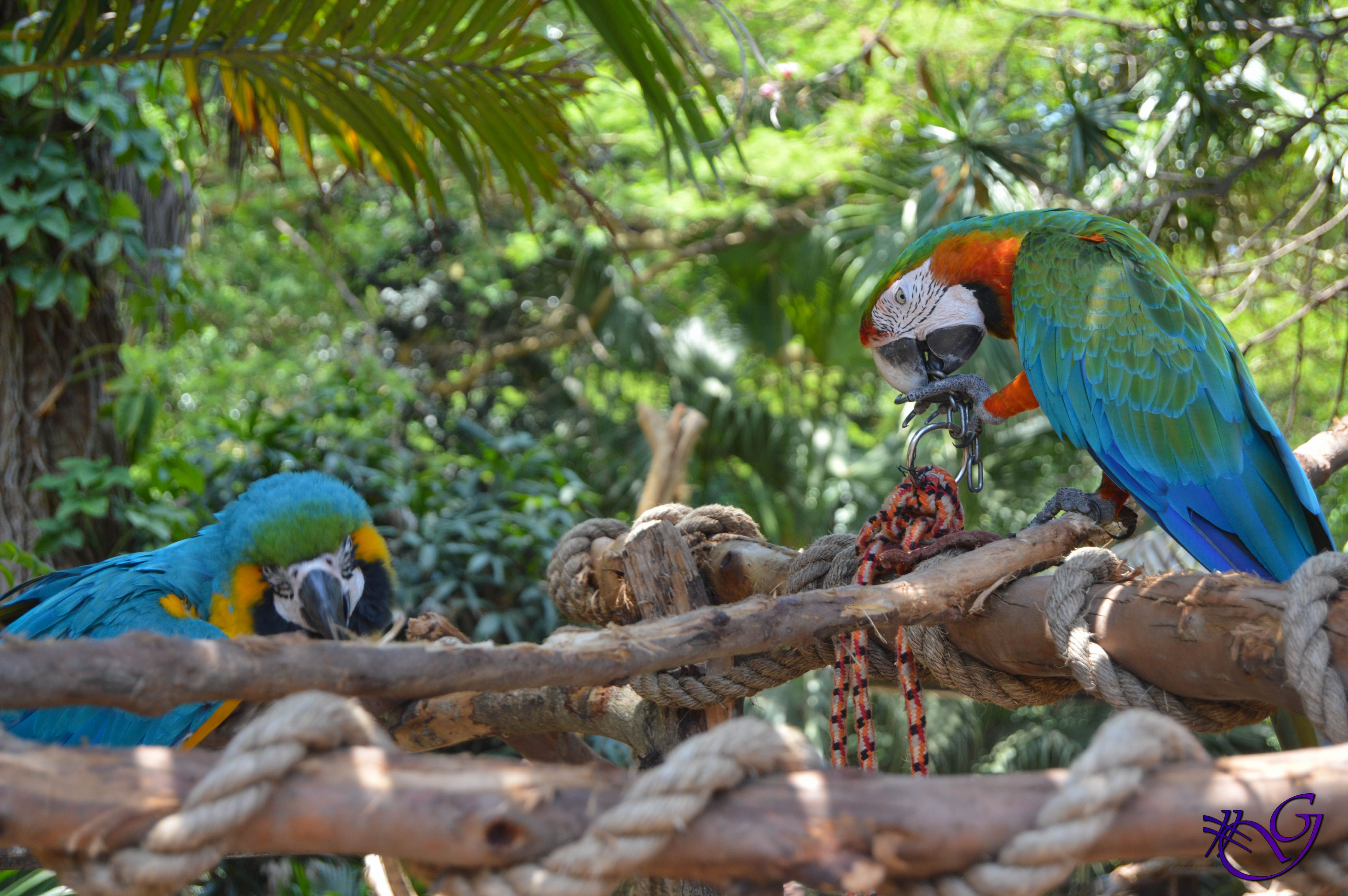 https://mdw-travel-data-us-east-1.s3.amazonaws.com/img/country/South-Africa/Umgeni-River-Bird-Park/img_02.jpg