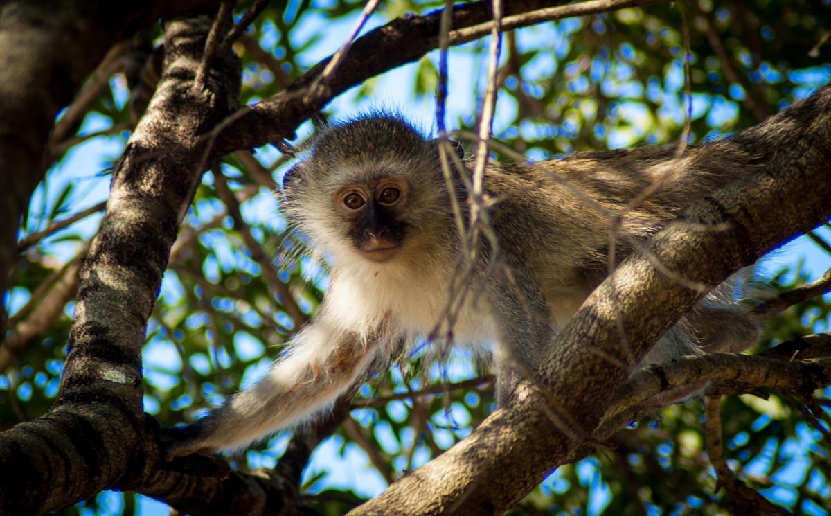 https://mdw-travel-data-us-east-1.s3.amazonaws.com/img/country/South-Africa/Umkhumbi-Lodge/img_03.jpg