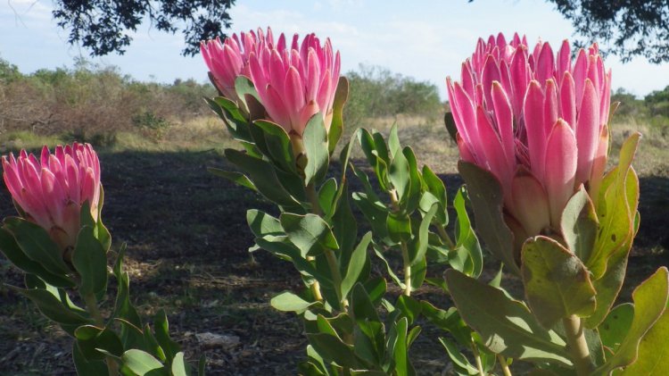 https://mdw-travel-data-us-east-1.s3.amazonaws.com/img/country/South-Africa/Van-Stadens-Wild-Flower-Reserve/img_03.jpg