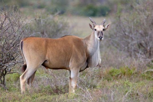 https://mdw-travel-data-us-east-1.s3.amazonaws.com/img/country/South-Africa/Vryheid-Hill-Nature-Reserve/img_01.jpg