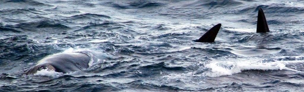 https://mdw-travel-data-us-east-1.s3.amazonaws.com/img/country/South-Africa/Whale-Watching-in-Walker-Bay/img_02.jpg