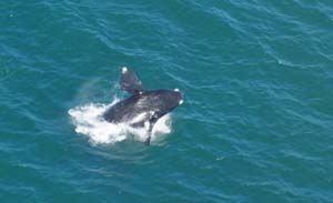 https://mdw-travel-data-us-east-1.s3.amazonaws.com/img/country/South-Africa/Whale-Watching-in-Walker-Bay/img_03.jpg