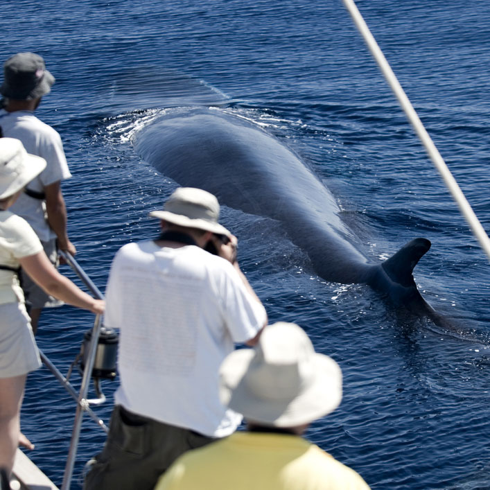 https://mdw-travel-data-us-east-1.s3.amazonaws.com/img/country/South-Africa/Whale-Watching/img_00.jpg