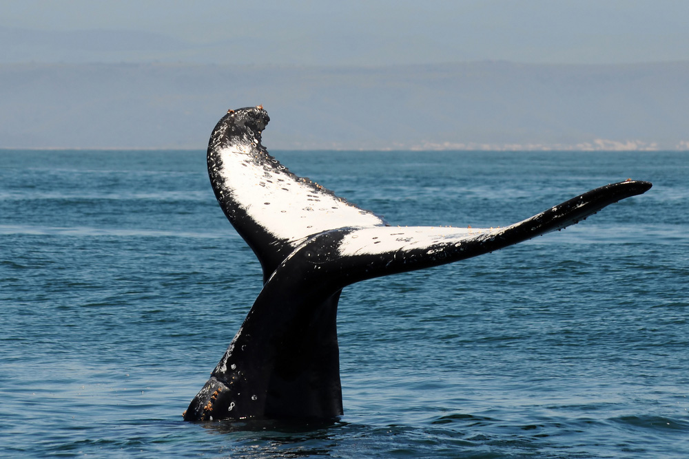 https://mdw-travel-data-us-east-1.s3.amazonaws.com/img/country/South-Africa/Whale-Watching/img_01.jpg