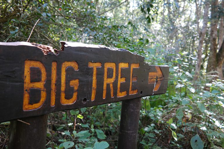 https://mdw-travel-data-us-east-1.s3.amazonaws.com/img/country/South-Africa/Woodville-Big-Tree/img_01.jpg