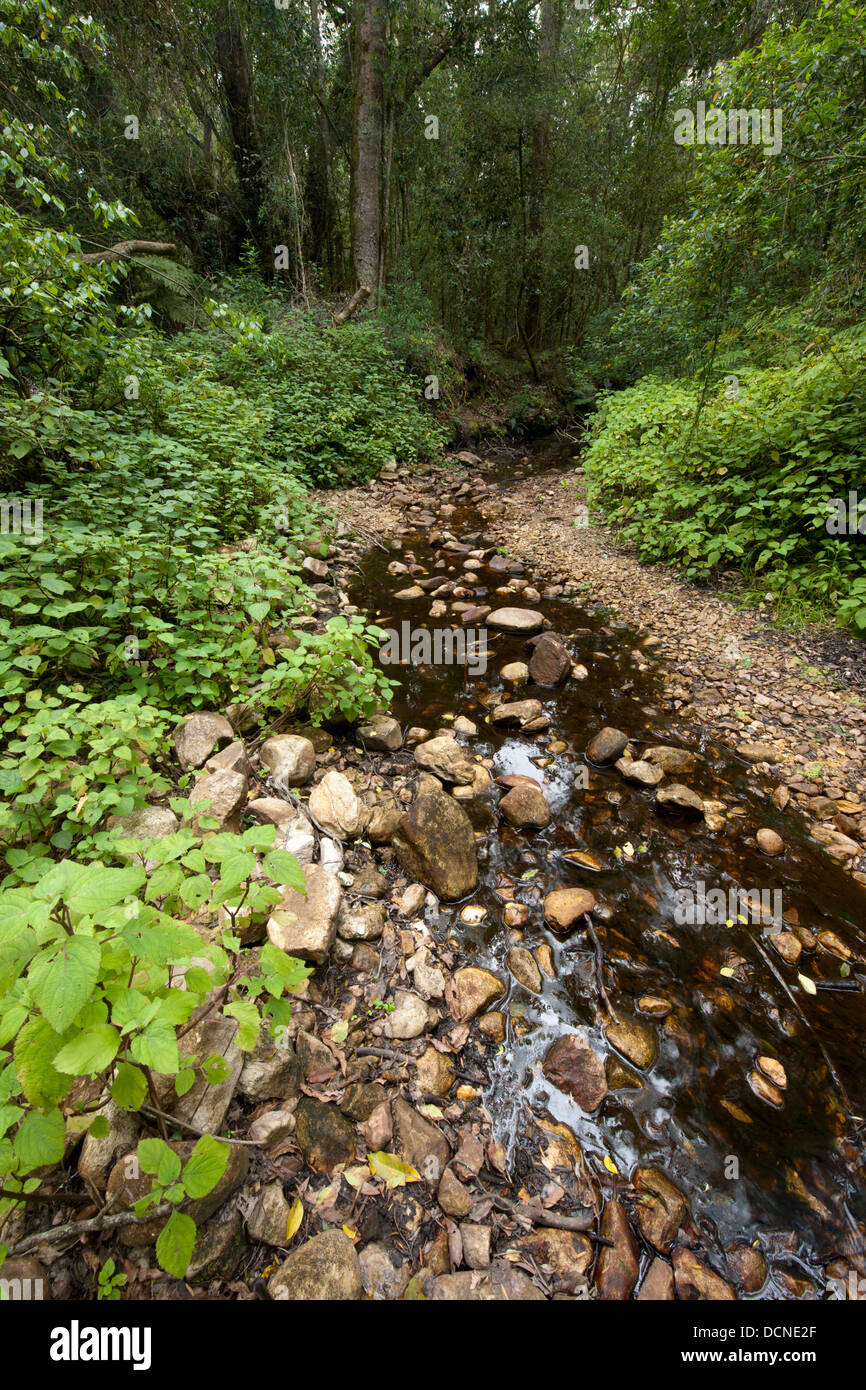 https://mdw-travel-data-us-east-1.s3.amazonaws.com/img/country/South-Africa/Woodville-Big-Tree/img_03.jpg