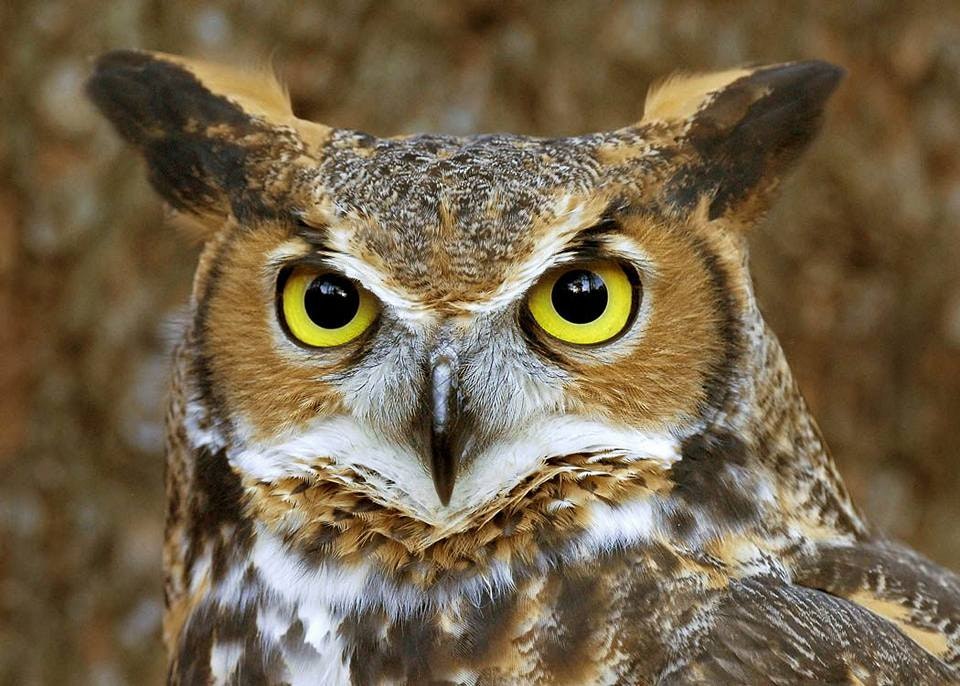 https://mdw-travel-data-us-east-1.s3.amazonaws.com/img/country/South-Africa/World-of-Birds-Wildlife-Sanctuary-and-Monkey-Park/img_01.jpg