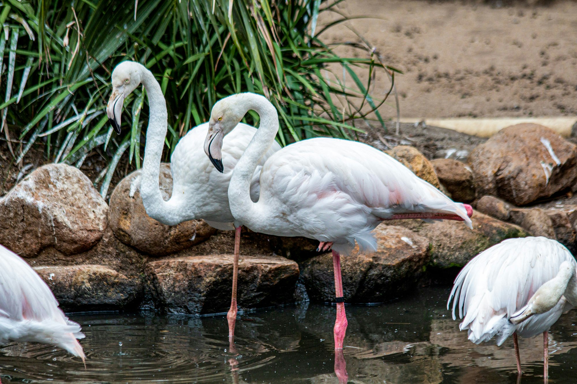 https://mdw-travel-data-us-east-1.s3.amazonaws.com/img/country/South-Africa/World-of-Birds-Wildlife-Sanctuary-and-Monkey-Park/img_02.jpg