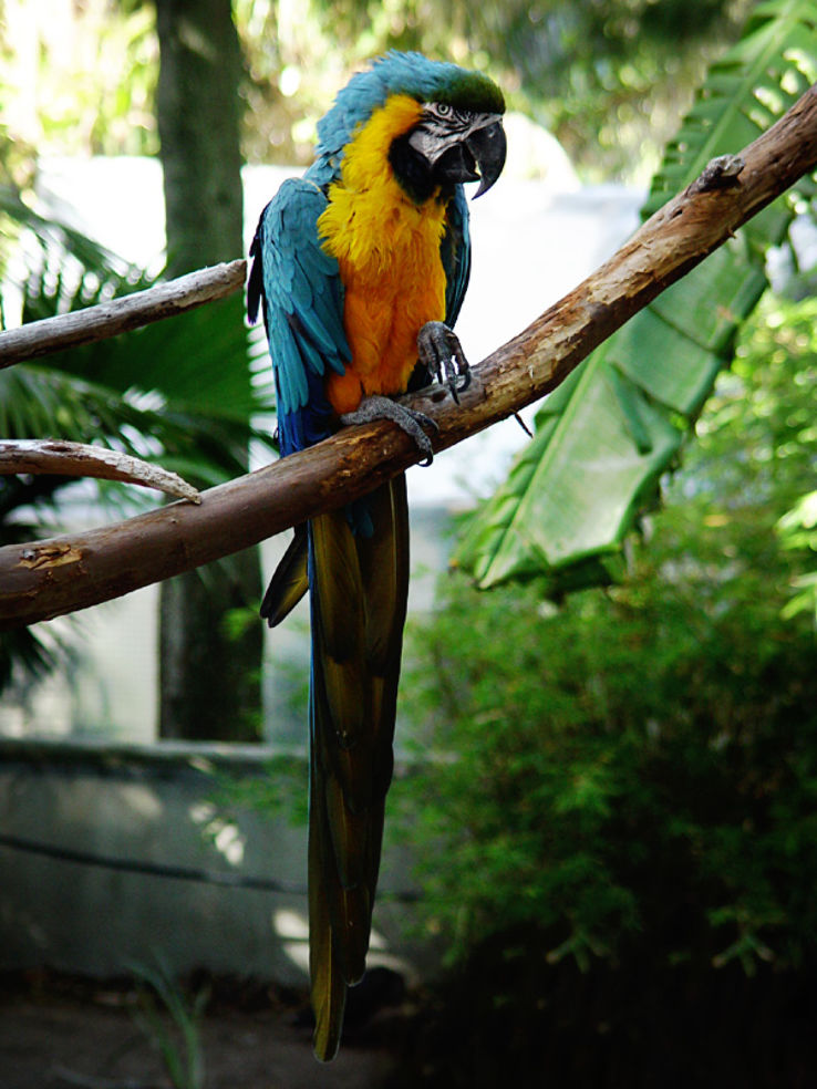 https://mdw-travel-data-us-east-1.s3.amazonaws.com/img/country/South-Africa/World-of-Birds-Wildlife-Sanctuary-and-Monkey-Park/img_03.jpg