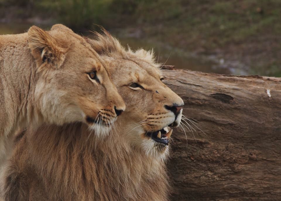 https://mdw-travel-data-us-east-1.s3.amazonaws.com/img/country/South-Africa/Zorgfontein-Game-Farm/img_02.jpg