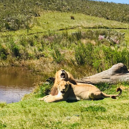 https://mdw-travel-data-us-east-1.s3.amazonaws.com/img/country/South-Africa/Zorgfontein-Game-Farm/img_03.jpg