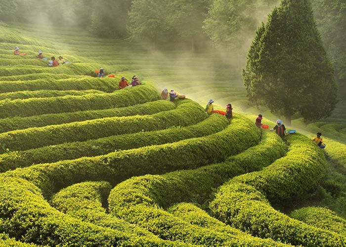 https://mdw-travel-data-us-east-1.s3.amazonaws.com/img/country/South-Korea/Boseong-Green-Tea-Fields/img_01.jpg