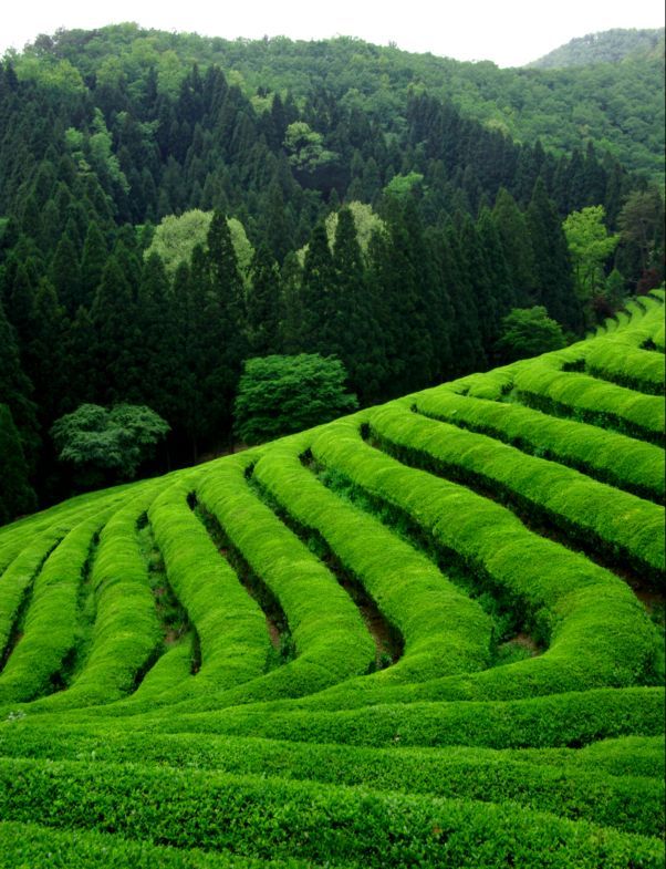 https://mdw-travel-data-us-east-1.s3.amazonaws.com/img/country/South-Korea/Boseong-Green-Tea-Fields/img_02.jpg