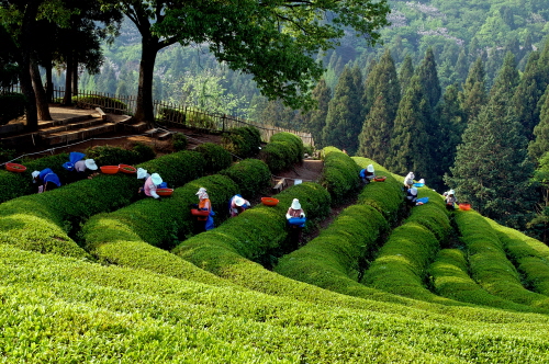 https://mdw-travel-data-us-east-1.s3.amazonaws.com/img/country/South-Korea/Boseong-Green-Tea-Plantation/img_02.jpg