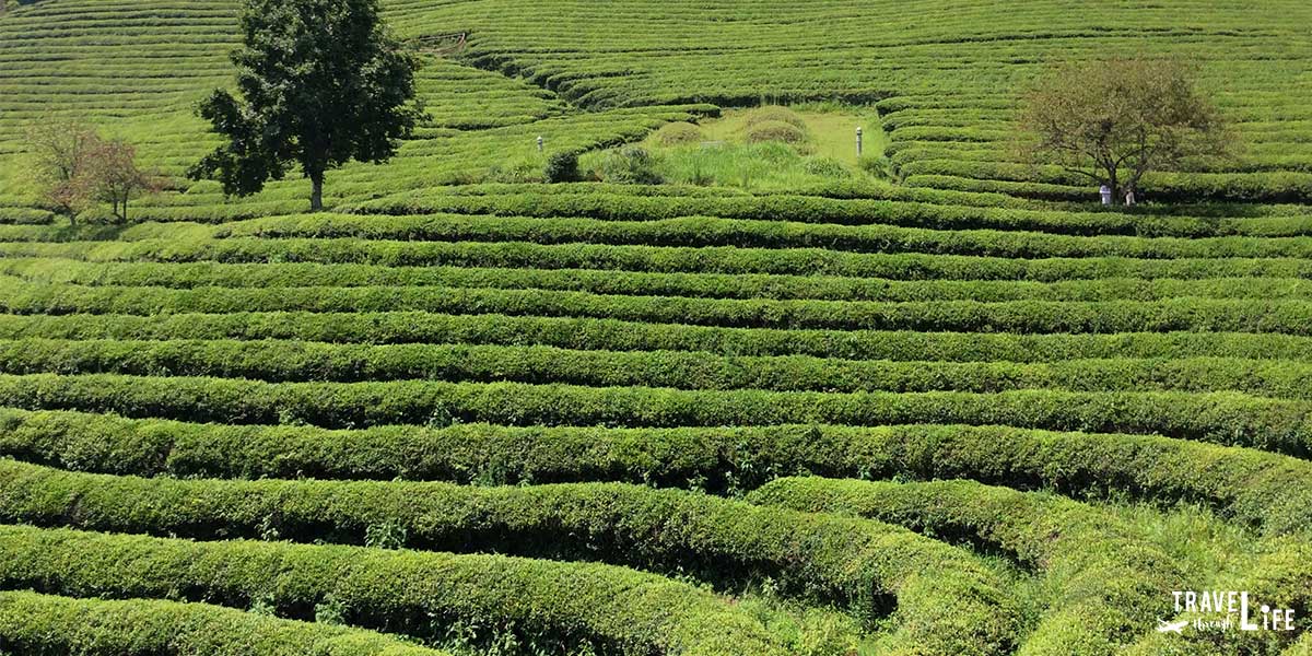 https://mdw-travel-data-us-east-1.s3.amazonaws.com/img/country/South-Korea/Boseong-Green-Tea-Plantation/img_03.jpg
