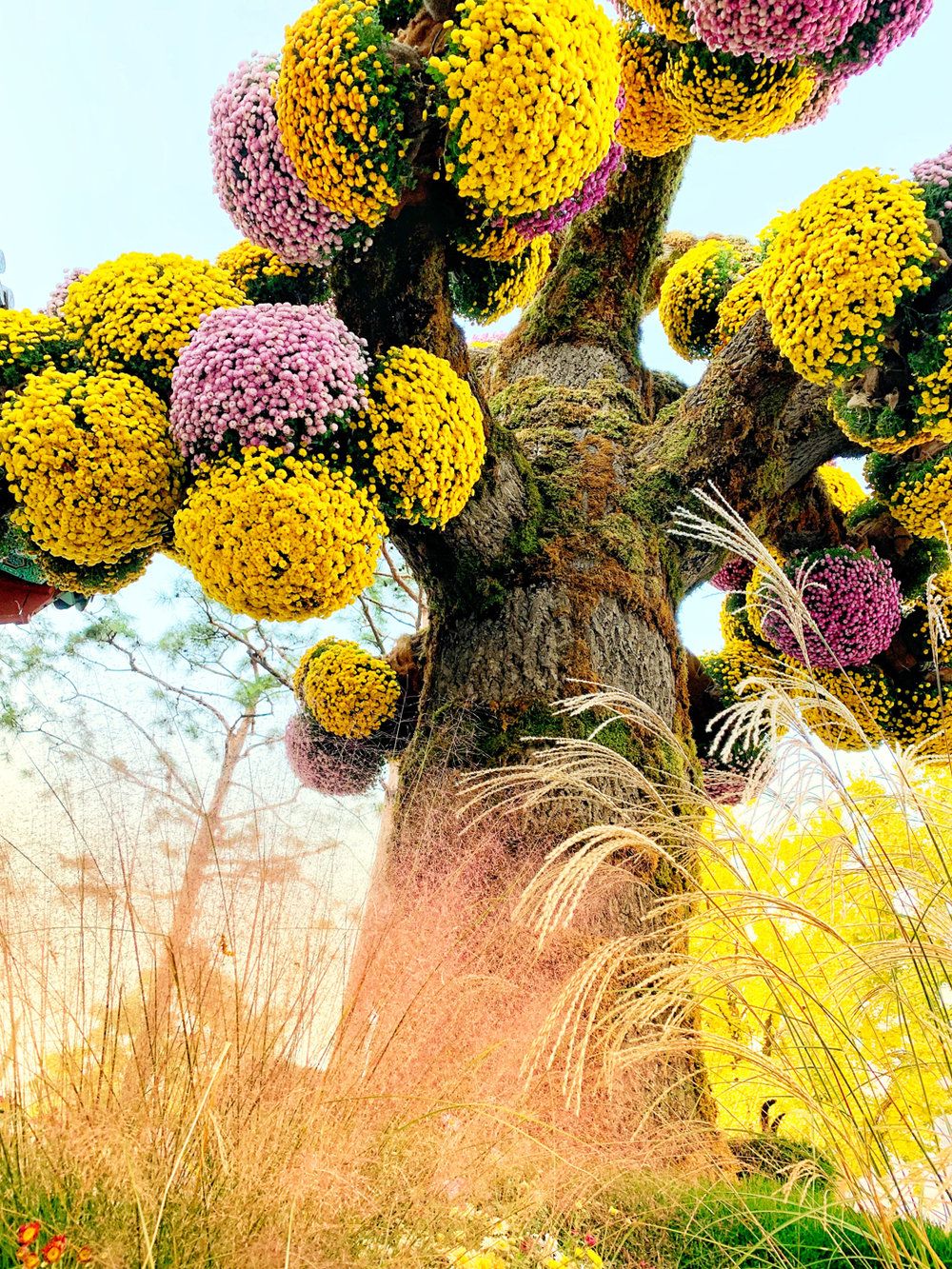 https://mdw-travel-data-us-east-1.s3.amazonaws.com/img/country/South-Korea/Buan-Chrysanthemum-Festival/img_01.jpg