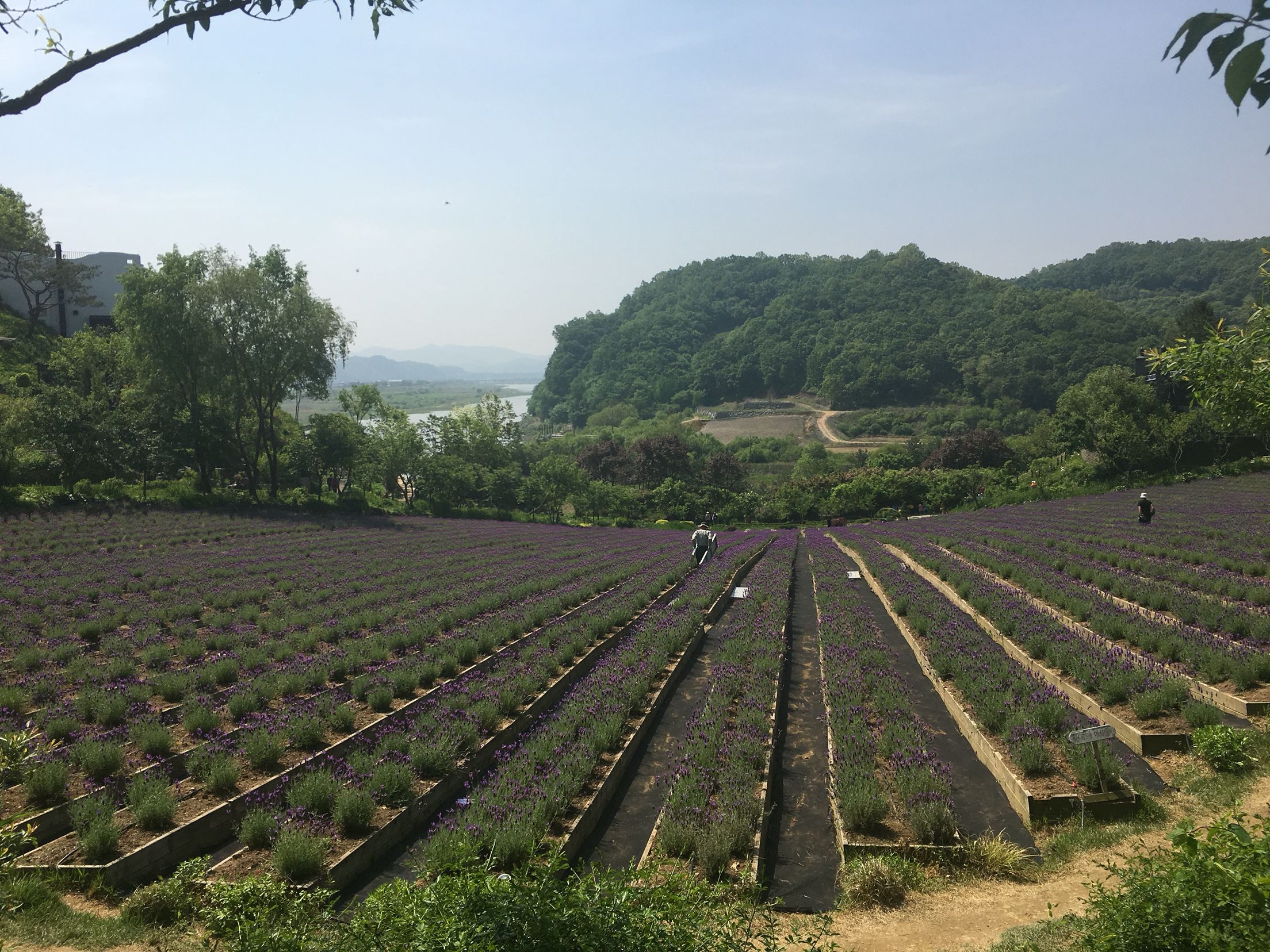 https://mdw-travel-data-us-east-1.s3.amazonaws.com/img/country/South-Korea/Buyeo-Horticulture-Village/img_03.jpg