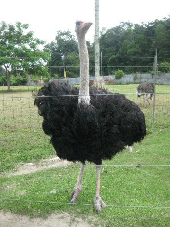 https://mdw-travel-data-us-east-1.s3.amazonaws.com/img/country/South-Korea/Cheongju-Ostrich-Farm/img_03.jpg