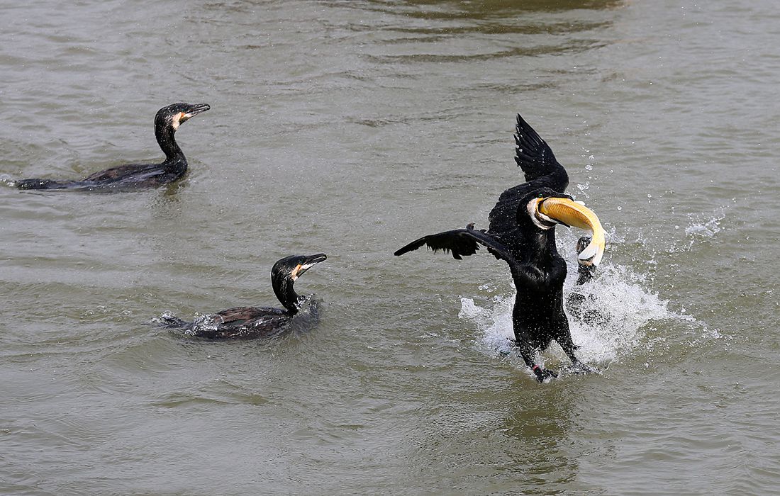 https://mdw-travel-data-us-east-1.s3.amazonaws.com/img/country/South-Korea/Cormorant-Fishing-Festival/img_01.jpg